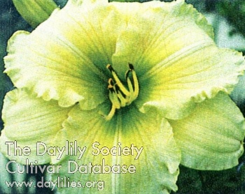 Daylily Indy Attraction